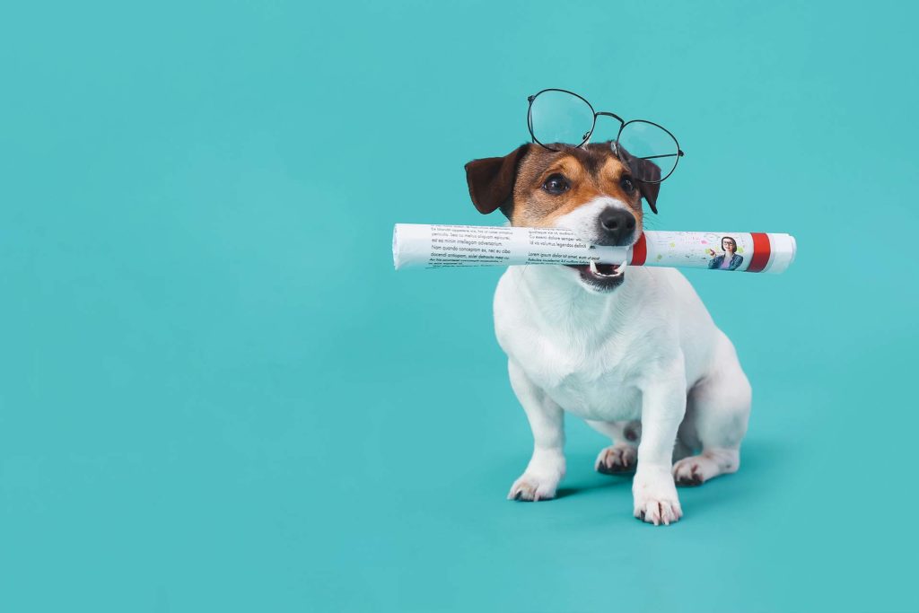 Hund mit Brille und Zeitung - Blogs