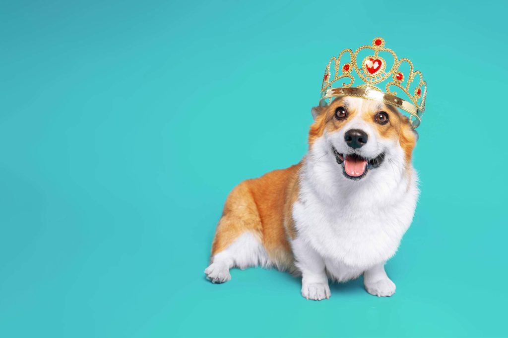 Hund mit Krone - Content Creating