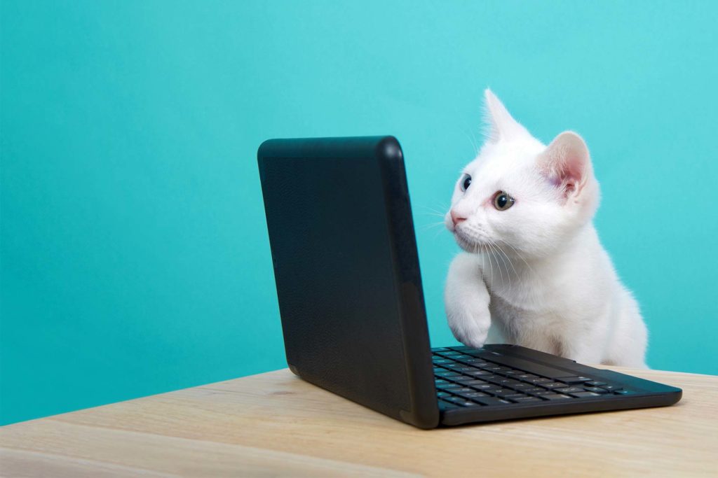 Katze vor Laptop - Programmierung