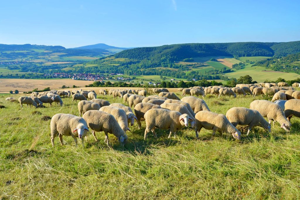 Schafsherde in der Rhoen - Werbeagentur Kaltennordheim Webdesign Kaltennordheim
